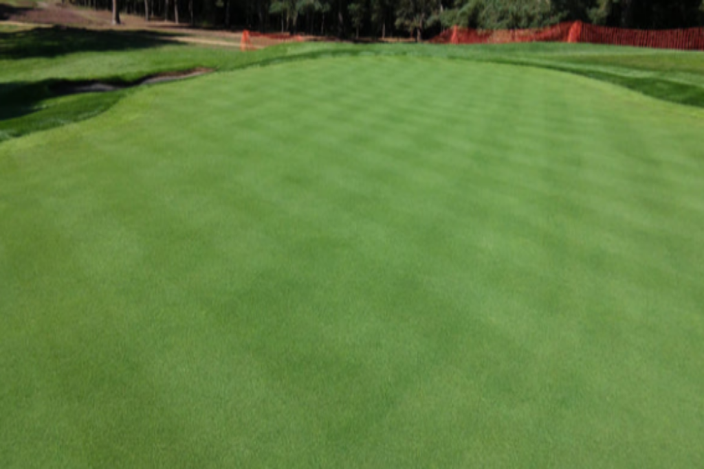 These Are The Pros and Cons of a Creeping Bentgrass Lawn