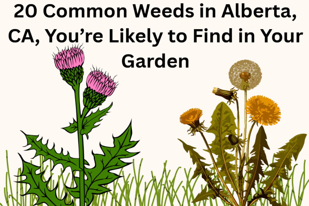 20 common garden weeds in Alberta, CA