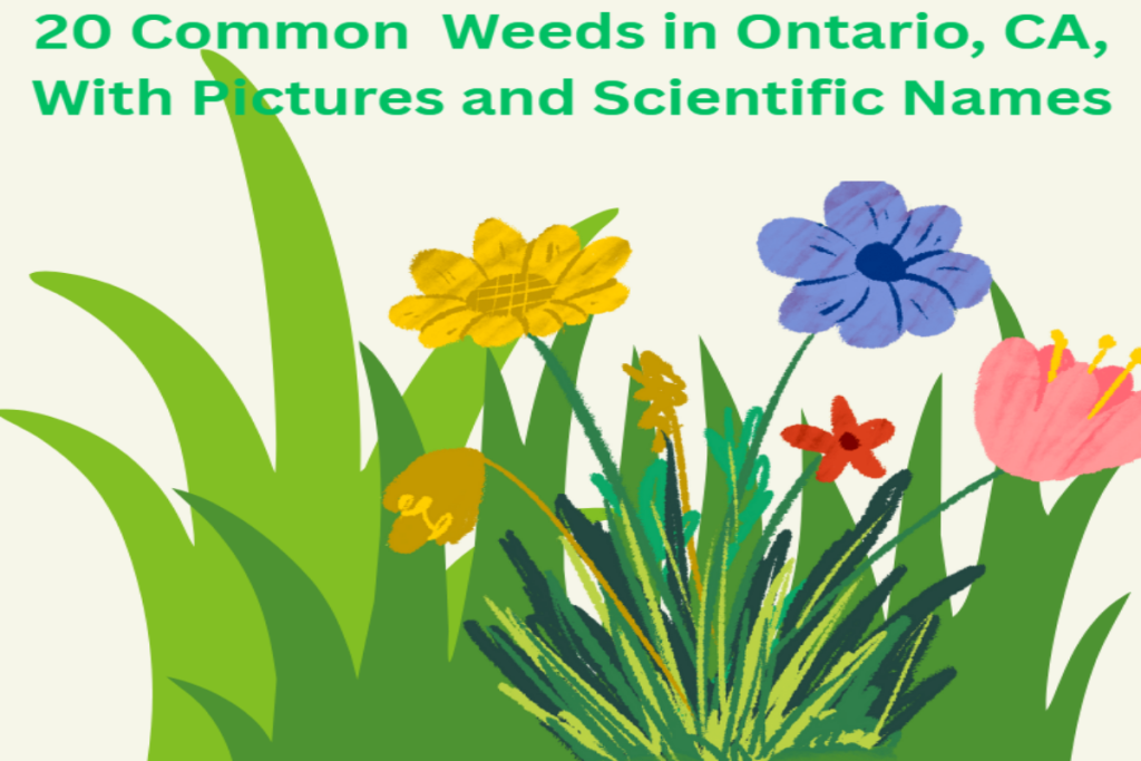 20 Common Weeds in Ontario, Canada