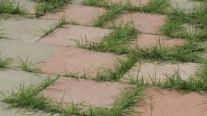 weeds permanently