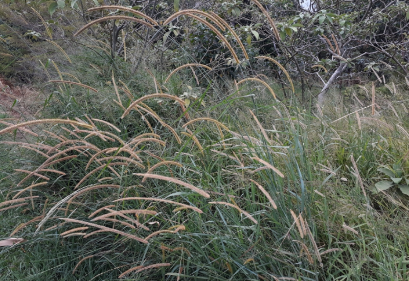 Zakat Grass is a tall grass with bluish-green leaves and narrow panicles with golden-yellow bristles