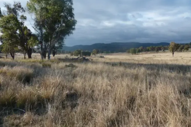 African lovegrass on grazing land