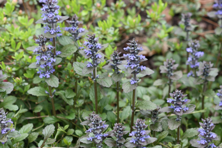 Ajuga (Bugleweed)