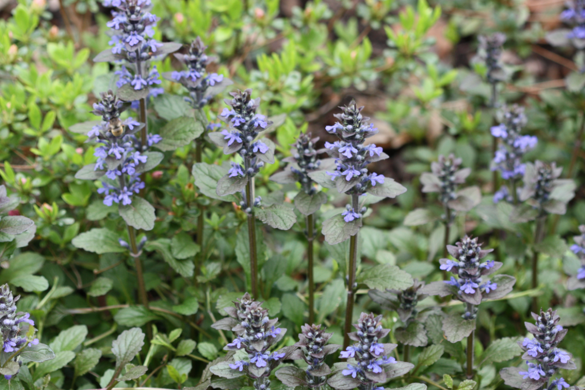 Ajuga (Bugleweed)