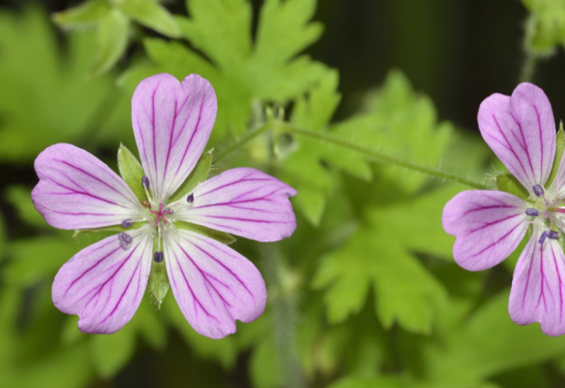 It is grown in gardens as a popular pollinator plant 