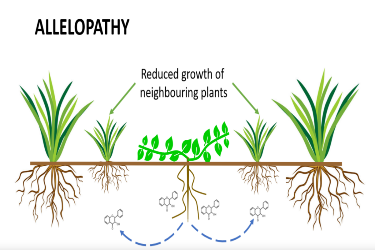 Allelopathy can help provide a sustainable bioherbicide with minimal ecological impact