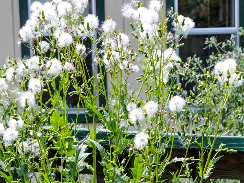 American Burnweed is an annual weed that can reach 8-10 feet tall