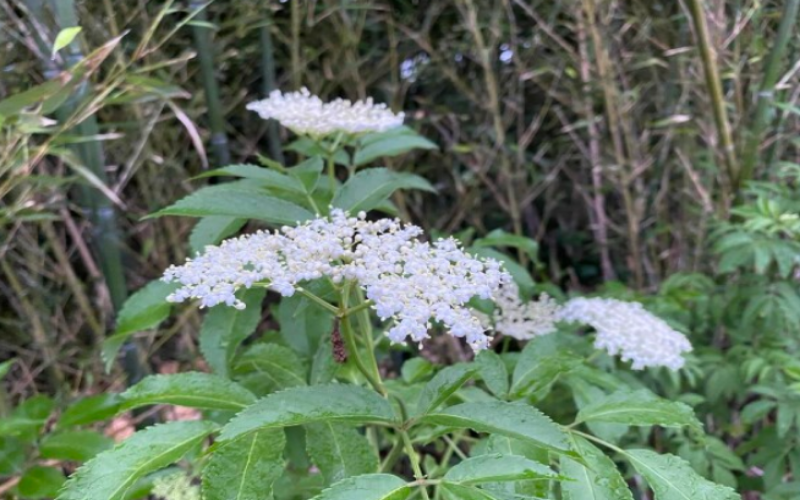 The flat-topped flowers resemble the lacecap hydrangea varieties