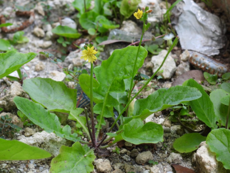 Asiatic Hawksbeard is a persistent all-year-round weed throughout Florida
