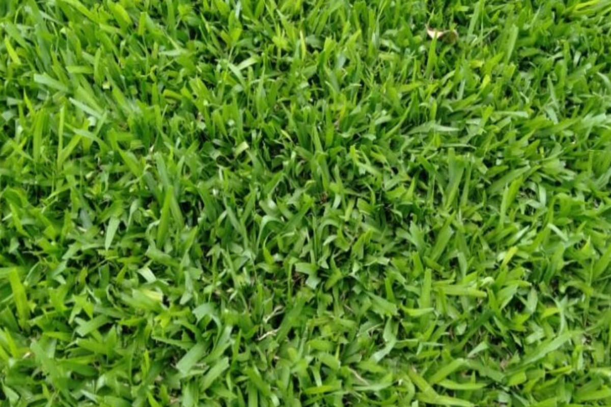 Axonopus (carpetgrass)