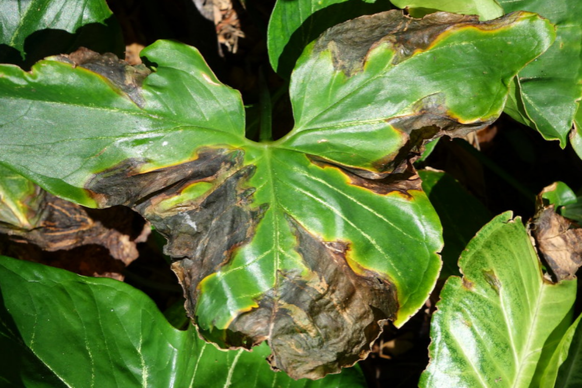 Bacterial blight on syngonium leaves