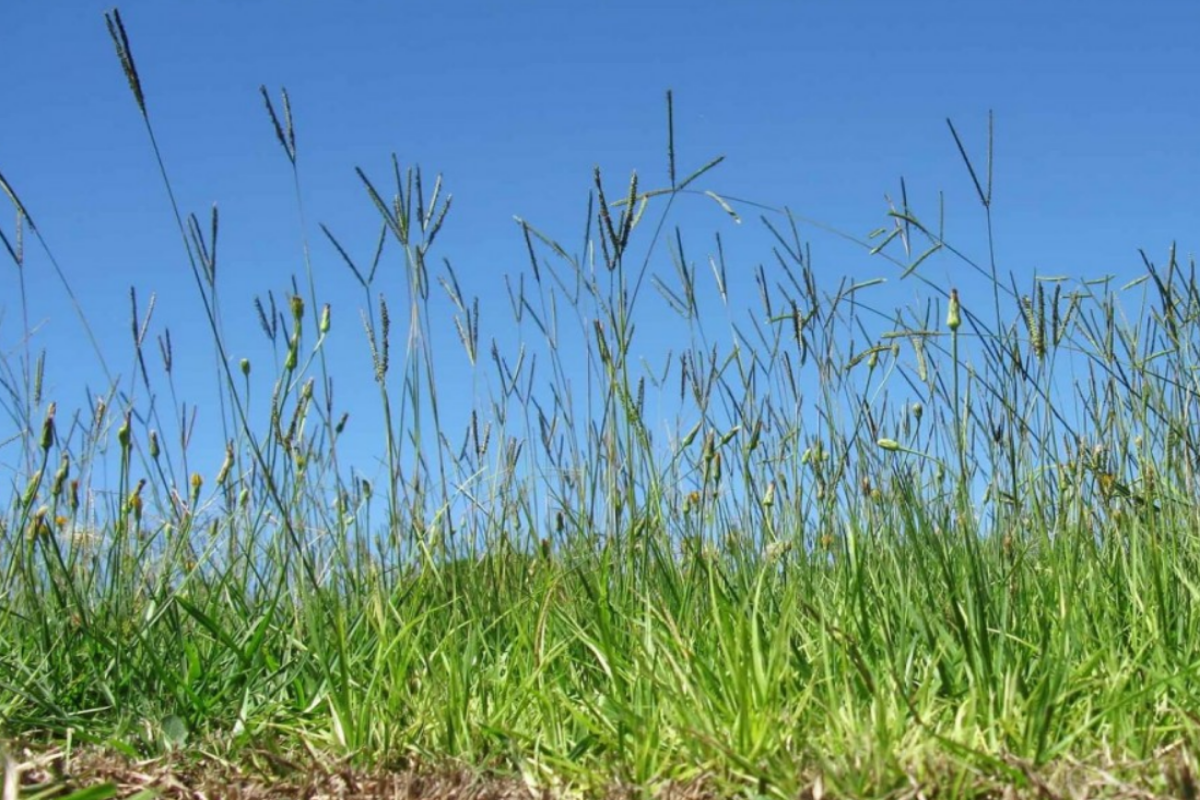 Bahiagrass has V-shaped seed heads, tough stolons, and a coarse leaf texture