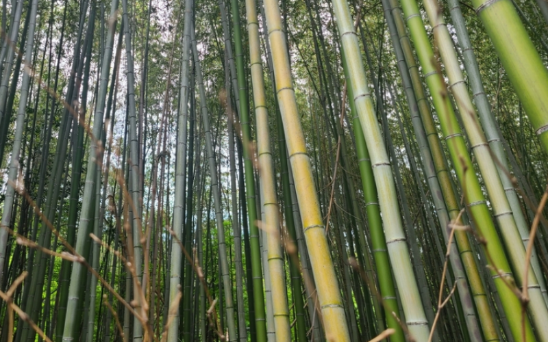 Bamboo has hollow tube-like culms that provide support and defense