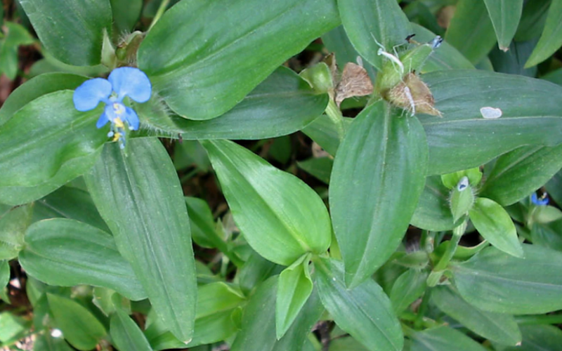 Benghal Dayflower has ovate leaves with parallel veins and blue to lilac aerial flowers