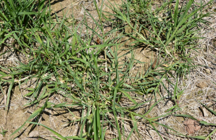 Bermudagrass is a common weed in the warmer southwestern Ontario and can be found in lawns, roadsides, and crop fields