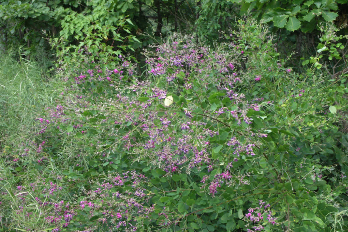 Bicolor Lespedeza