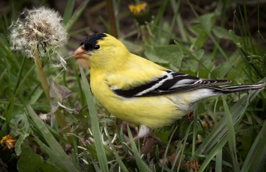 A goldfinch eating dandelion seeds