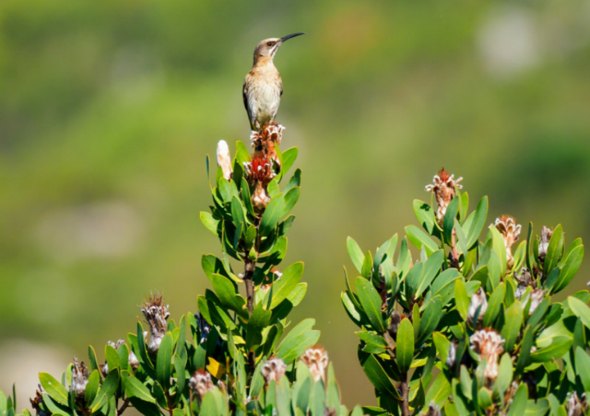 Birds can depend on the smartweed plant for food, including seeds, insects, and small amphibians 