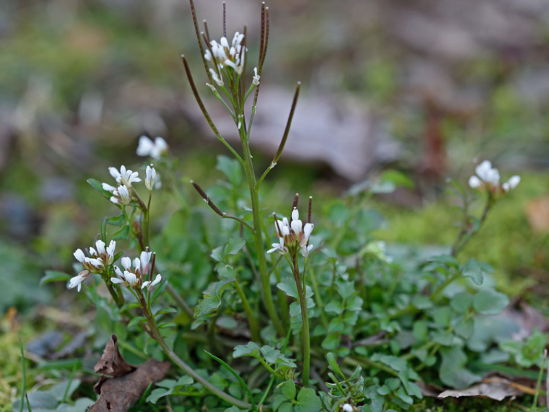 Hairy Bittercress is a winter annual commonly found in  found in thinned lawns and poorly mulched gardens
