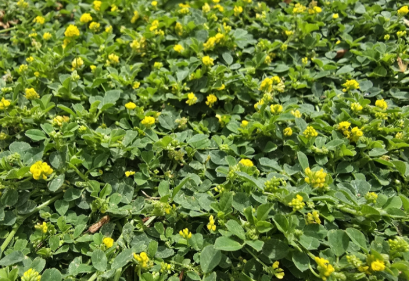 M. lupulina is a strong indicator of poor soil health 