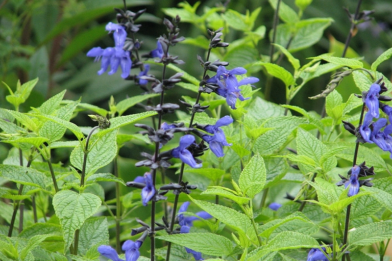 Salvia guaranitica