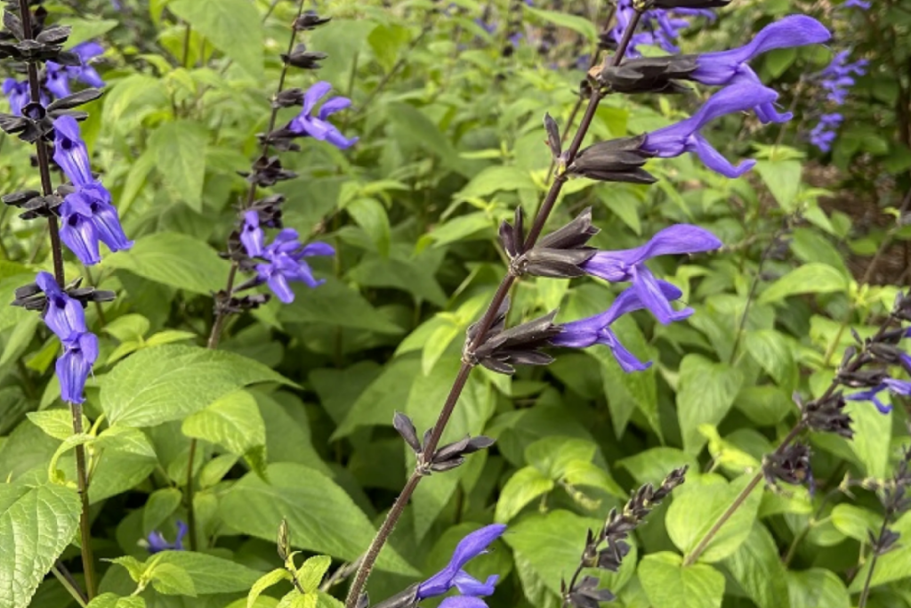 The plant has deep blue blossoms and dark stems, creating a unique colour contrast