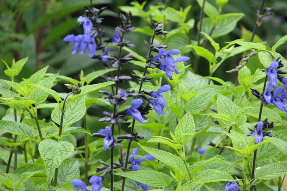 Salvia guaranitica