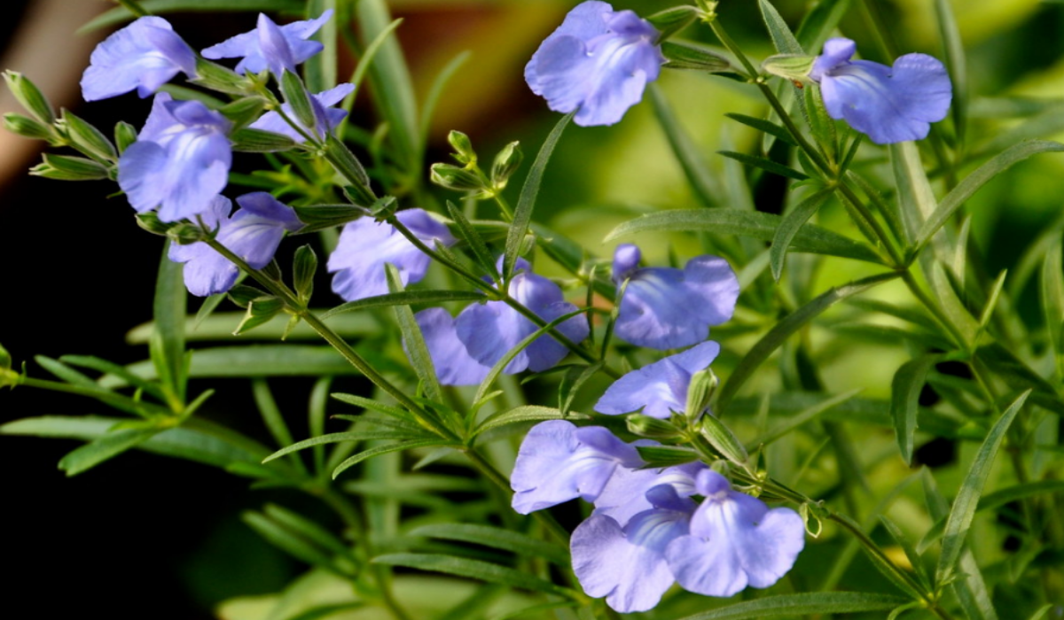 Blue Azure Sage