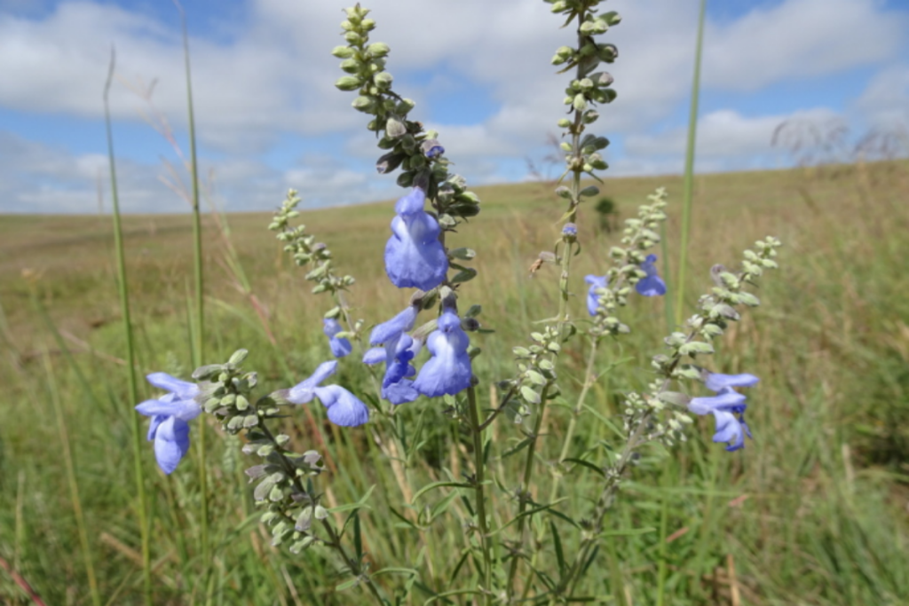 Blue Sage features sky-blue blooms on loose terminal spikes