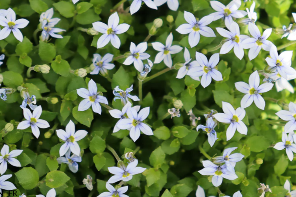 Blue Star Creeper