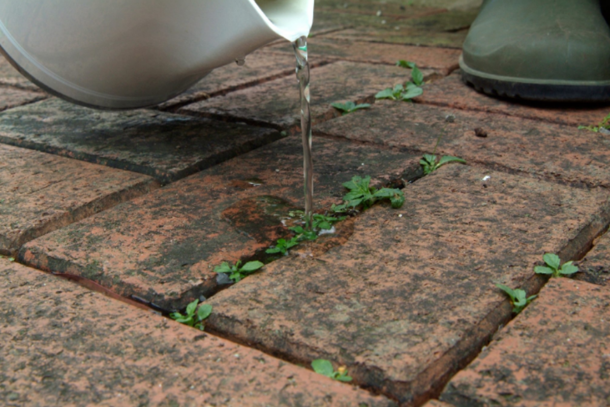 Boiling Water Hailed as the "Perfect Method" for Eliminating Weeds in