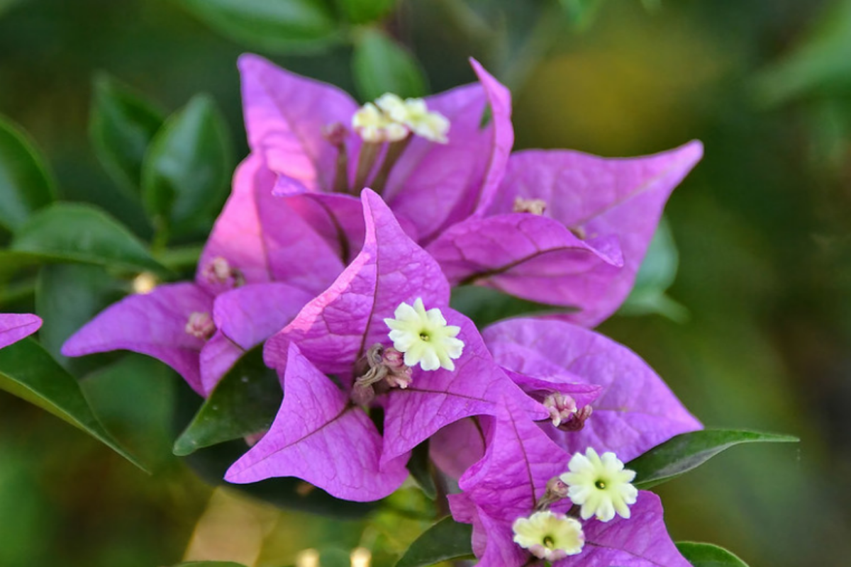 Peruvian bougainvillea
