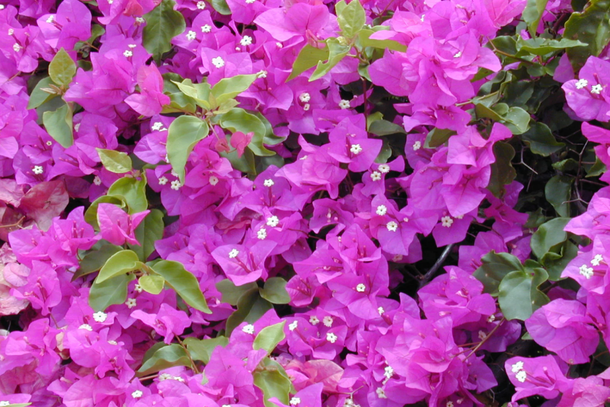 Bougainvillea spectabilis, also known as the Great Bougainvillea