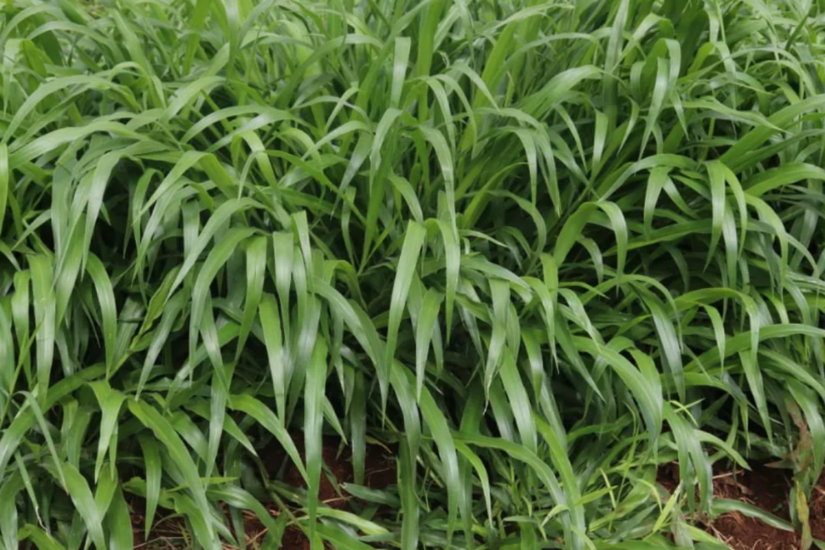 brachiaria grass