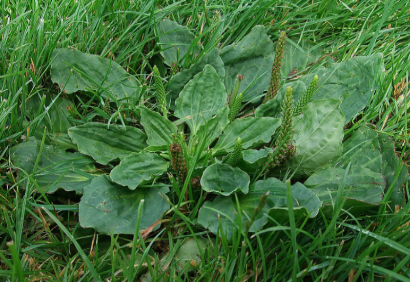 Broadleaf Plantain invades lawns, roadsides, and pastures