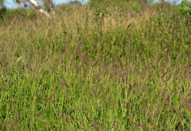 Buffel Grass is a highly valued pasture and forage grass 
