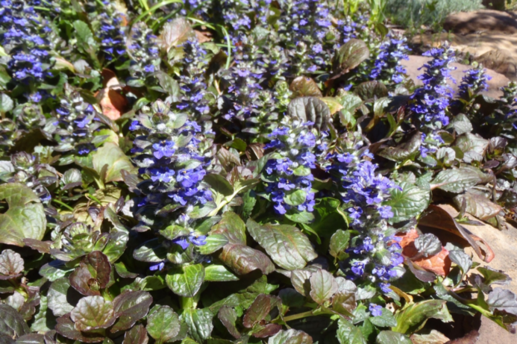 The plant has glossy oval leaves and tubular blooms occurring in whorled spikes