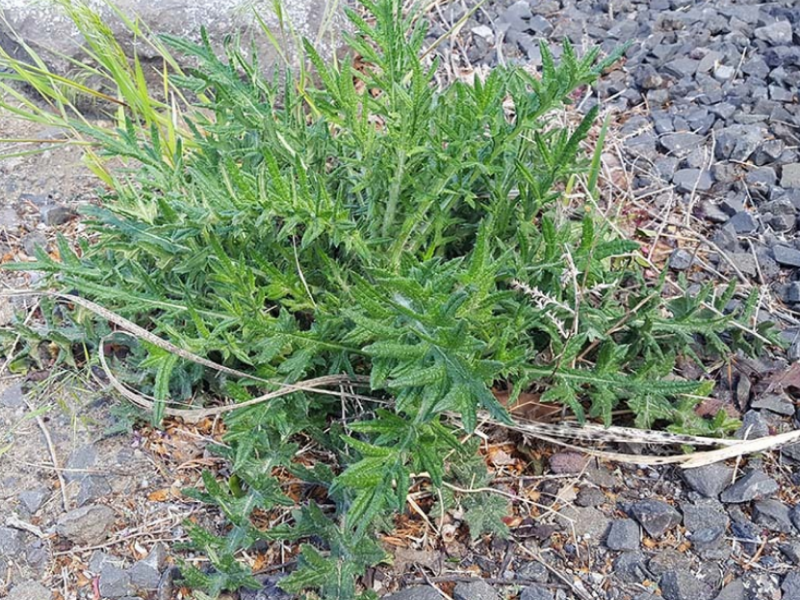 Bull thistle has lobed and spiny leaves