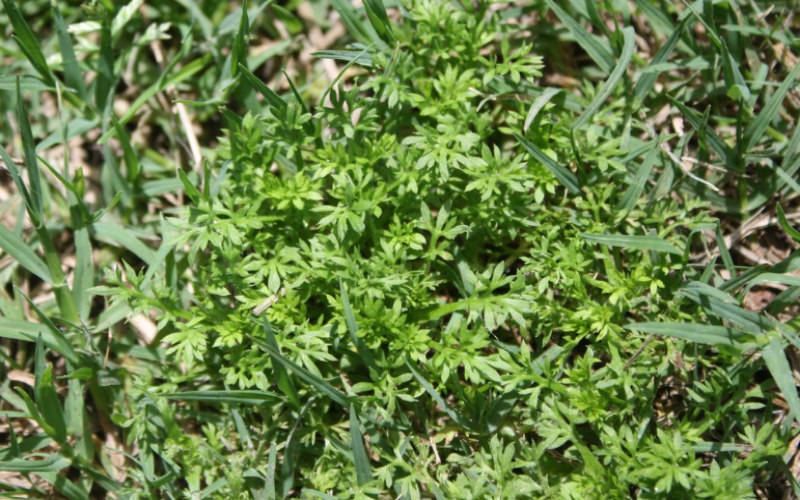 Burweed growing in lawn grass
