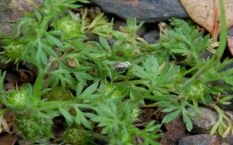 It has parsley-like leaves and sharp-needled seeds