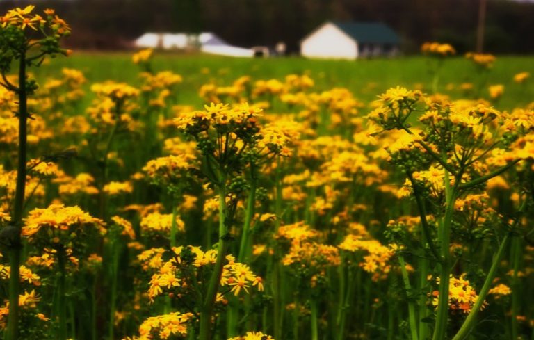 20 common weeds with yellow flowers - InsightWeeds