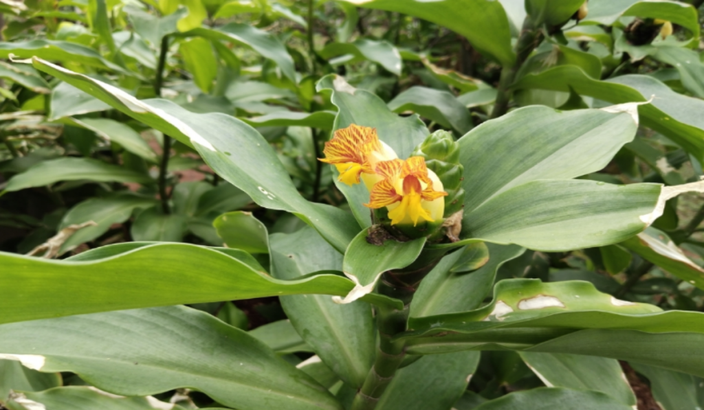 Spiral Ginger has glossy green leaves and yellow blooms with orange-red stripes