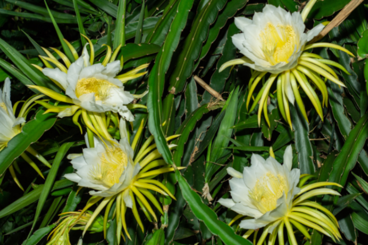 7 Types of Cactus That Produce Beautiful White Flowers InsightWeeds