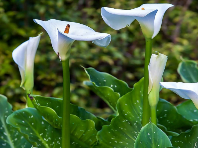 Calla Lily's tubular spathe