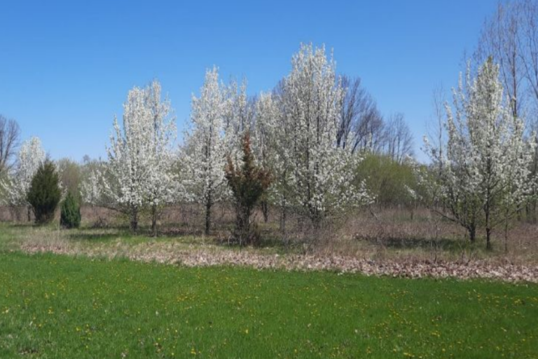 Callery pear tree is one of the newly listed exotic weeds in Illinois