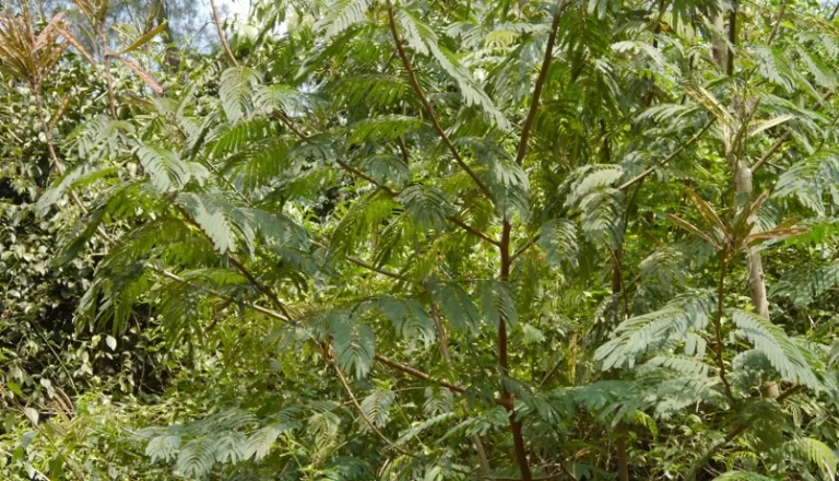 Calliandra calothyrsus