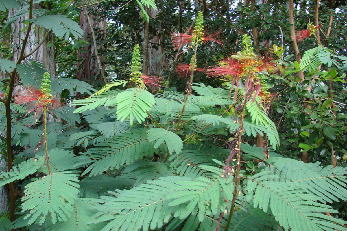 Calliandra calothyrsus