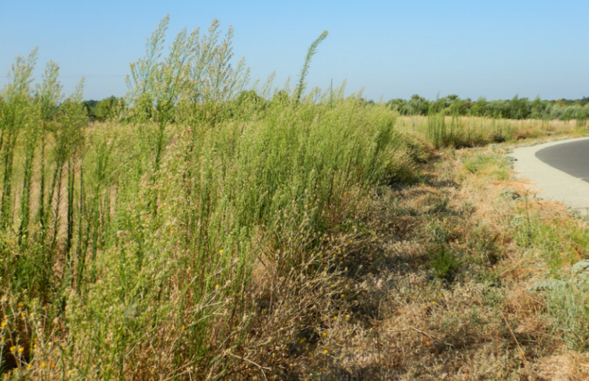 It is commonly found on roadsides, pastures, and crop fields