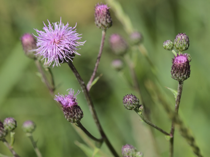 Canada Thistle is a perennial spring weed