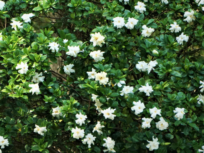 Cape Jasmine is deeply fragrant is suitable for pollinator, sensory, and night gardens